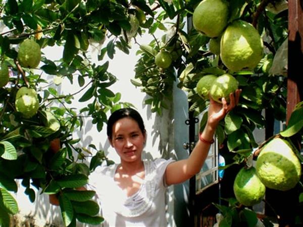 Giải mã ý nghĩa khi nằm mơ thấy hái ổi đánh con gì? Mơ hái ổi số mấy