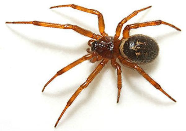 Khi nằm mơ thấy con nhện thì đánh đề con gì? Giải mã giấc mơ lô đề thấy nhện