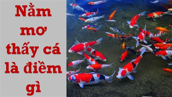 Nằm Mơ Thấy Cá Là Điềm Gì? Đánh Số Nào Thì Trúng 