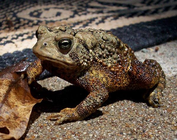Nằm mơ thấy con cóc đánh đề bao nhiêu. Con cóc số mấy