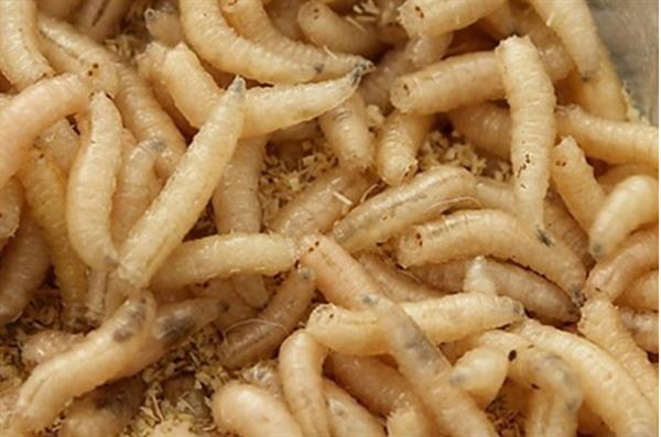 Nằm mơ thấy dòi bọ đánh con đề nào. Giải mã giấc mơ thấy giòi bọ