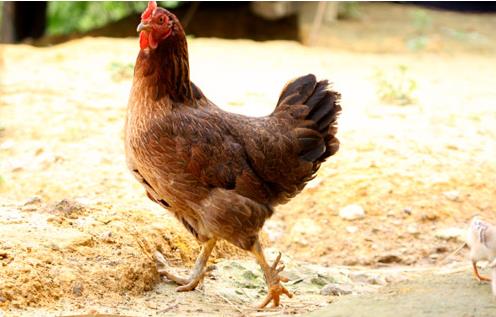 Nằm mơ thấy gà mái đánh con gì? Giãi mã giấc mơ thấy con gà mái