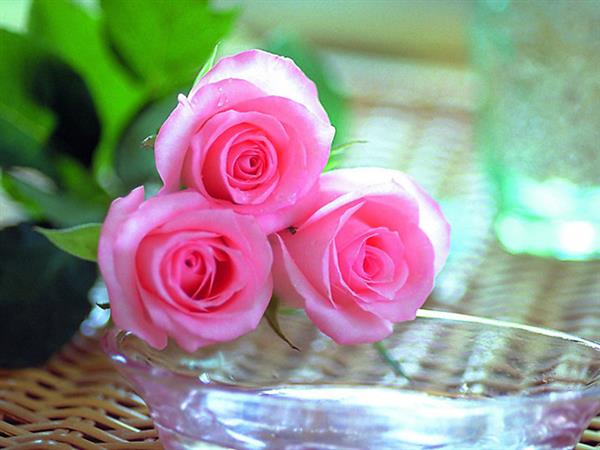 Nằm mơ thấy hoa hồng đánh đề con gì dễ trúng? Mơ hoa hồng số mấy?