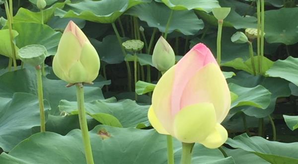 Nằm mơ thấy hoa sen đánh con gì? Mơ hoa sen số mấy