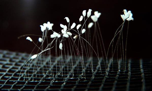 Nằm mơ thấy hoa ưu đàm đánh con gì? Giải mã giấc mơ thấy hoa ưu đàm