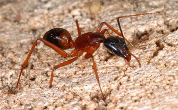 Nằm mơ thấy kiến đỏ đánh đề con gì? Mơ kiến lửa số mấy