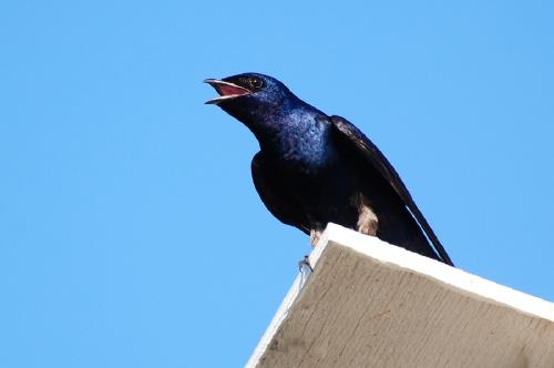 Nằm mơ thấy quạ đánh con gì để thắng. Giải mã giấc mơ con qua