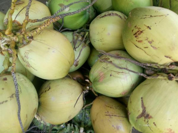 Nằm mơ thấy quả dừa có điềm báo gì, đánh con gì khi mơ thấy trái dừa