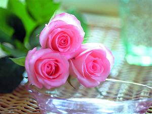 Nằm mơ thấy hoa hồng đánh đề con gì dễ trúng? Mơ hoa hồng số mấy?
