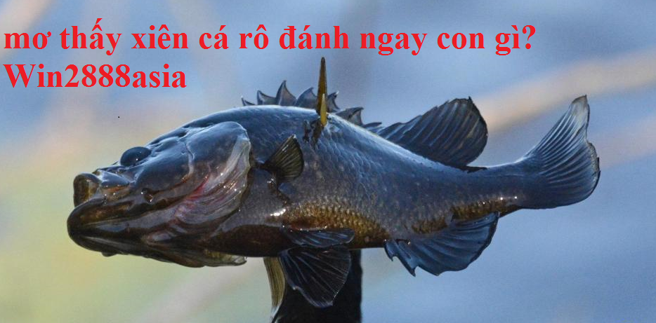 Giải mã giấc mơ xiên cá rô bằng cặp số may mắn nào?